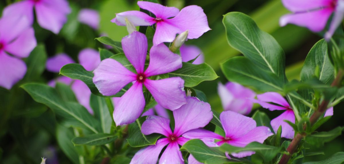 Madagascar Periwinkle